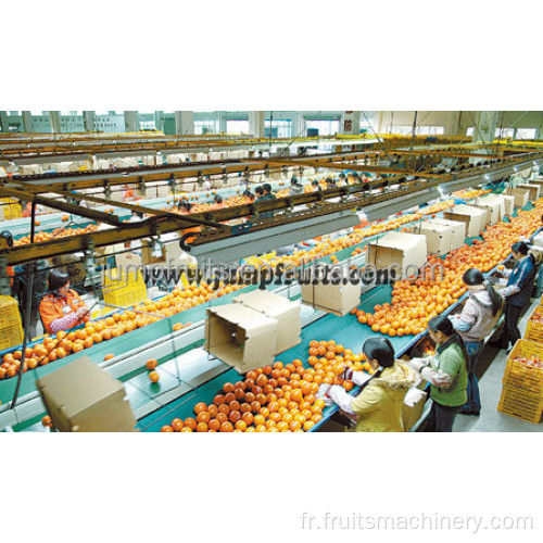 Ligne de transformation des fruits congelés aux légumes